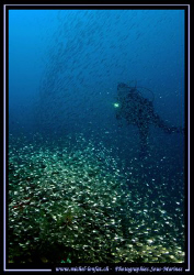 Diver behind a "curtain" of Glass Fish .... :O) .... by Michel Lonfat 